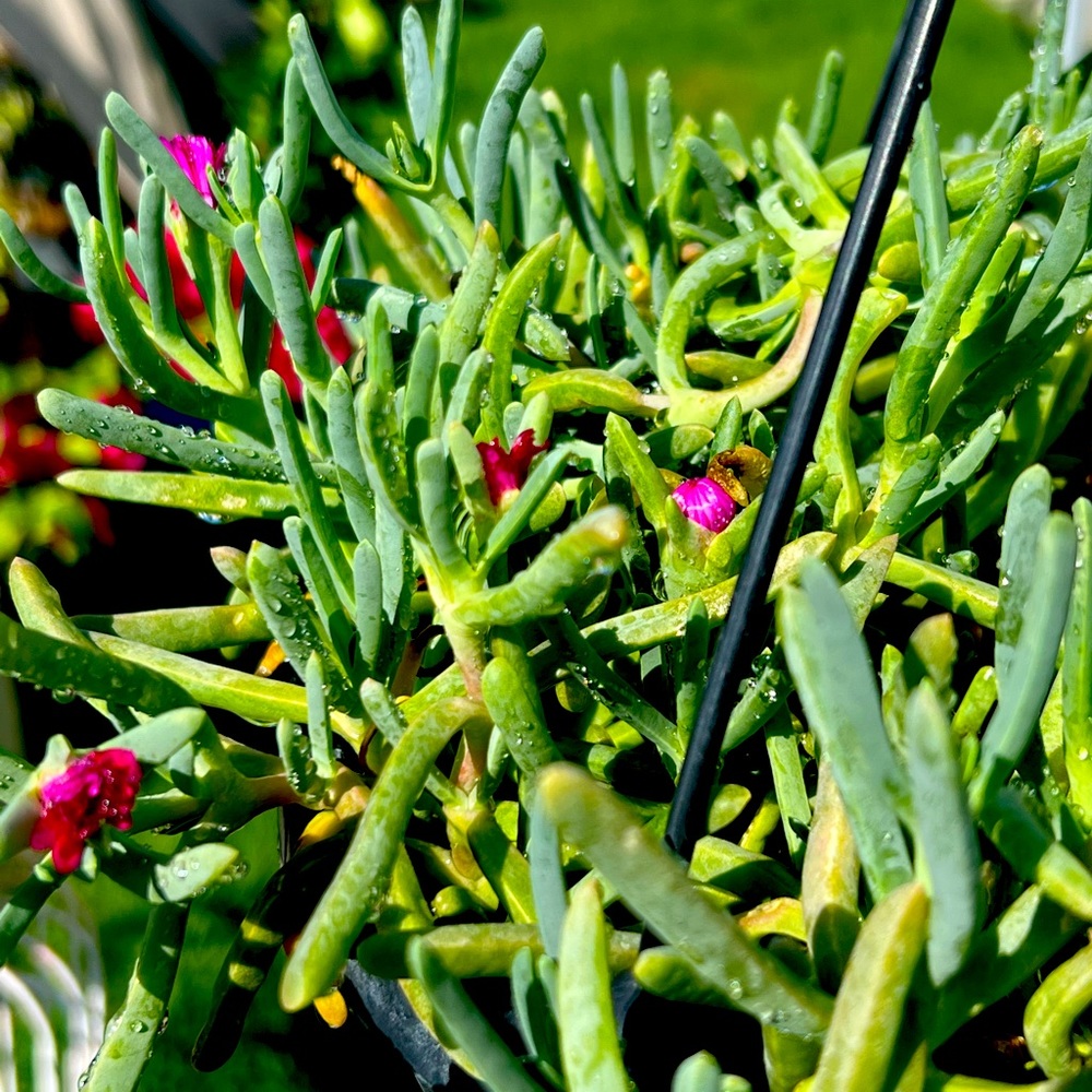 Beautiful succulent plant!